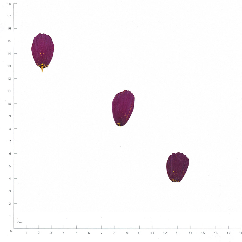 Pressed Cosmos Petals specimens in deep purple with their natural shape and texture