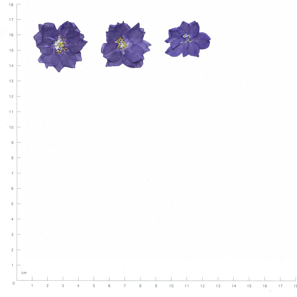 Pressed Larkspur specimens in deep purple with their natural shape and texture