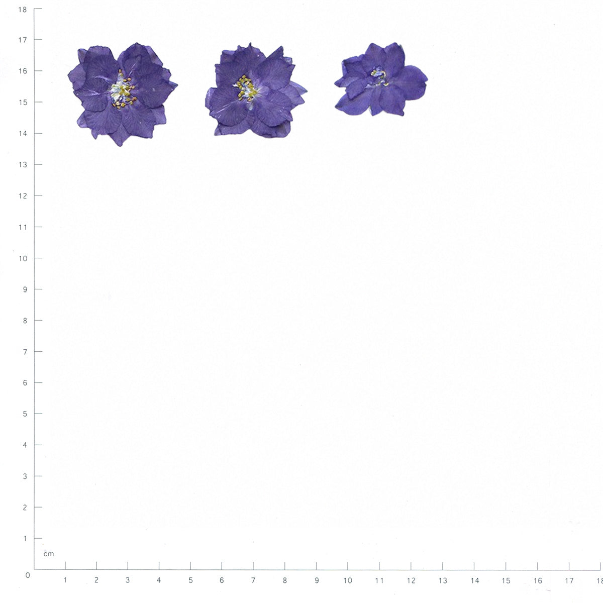 Pressed Larkspur specimens in deep purple with their natural shape and texture