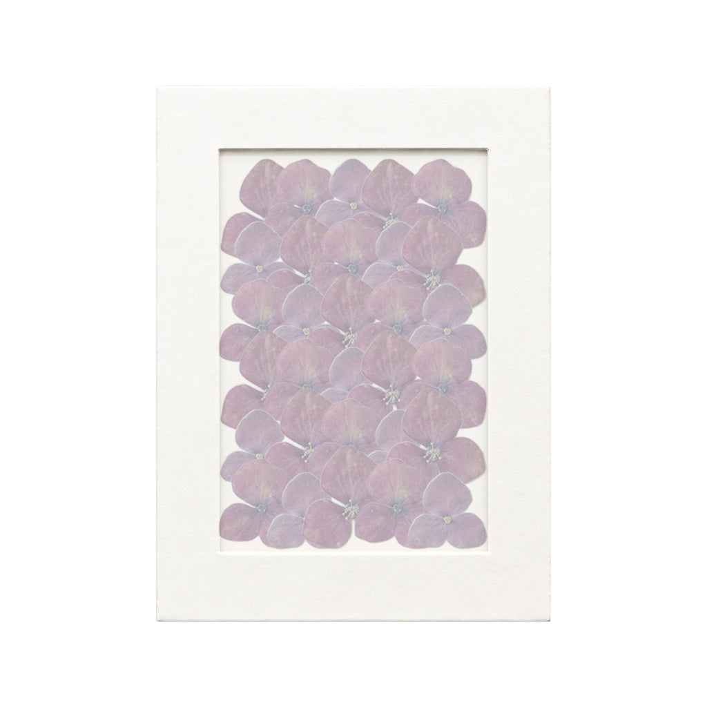 30 pressed Hydrangea pieces in deep ruby red beneath translucent tracing paper