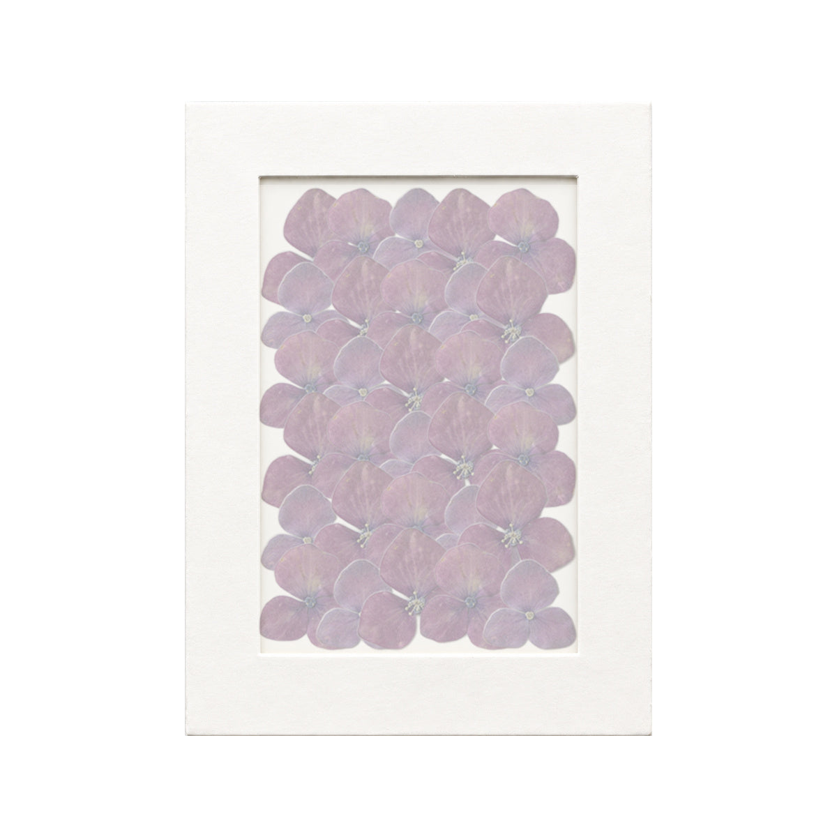 30 pressed Hydrangea pieces in deep ruby red beneath translucent tracing paper