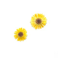 Natural gold calendula flowers with dark centers on a white background