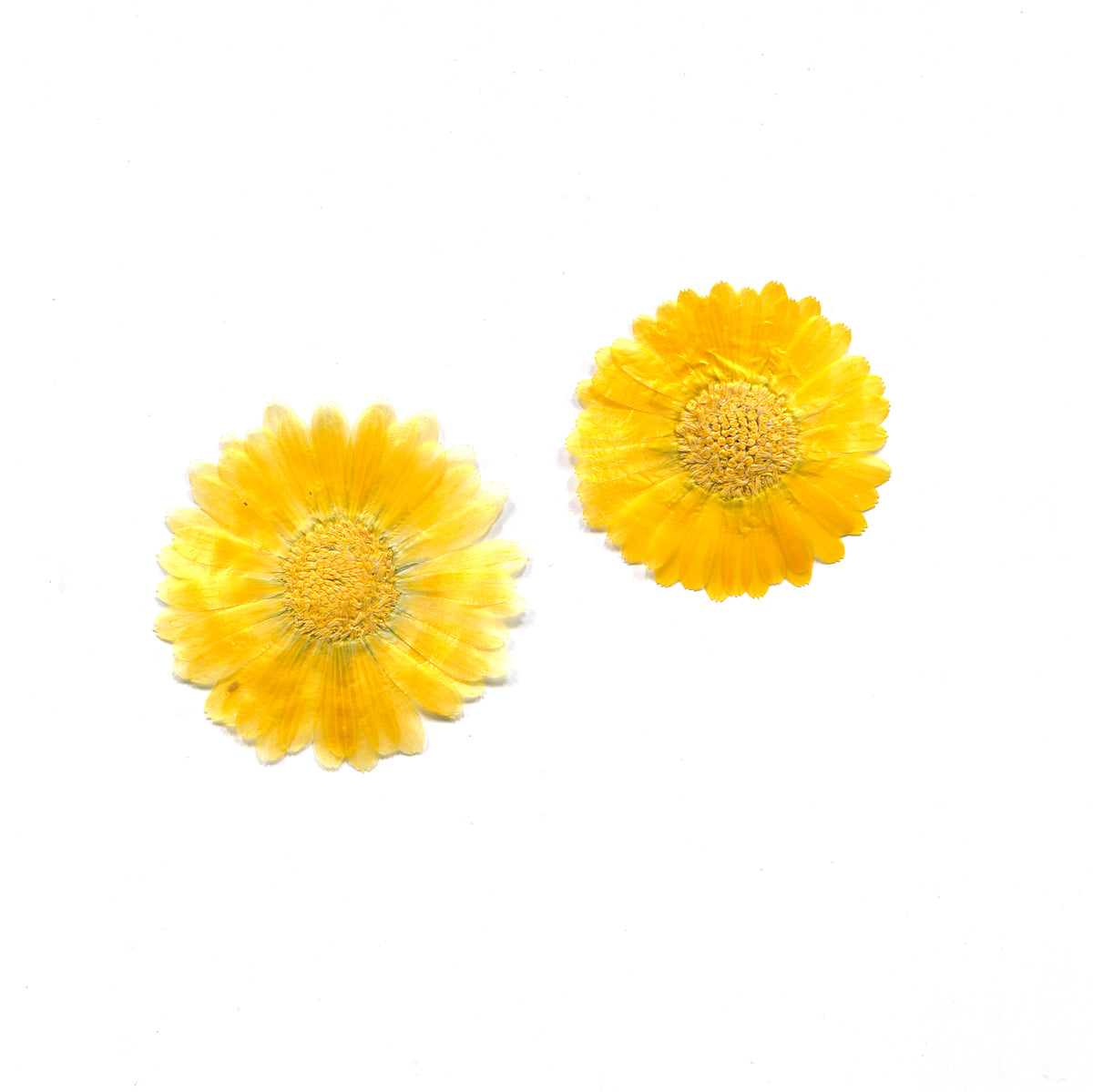 Natural gold calendula flowers with golden centers on a white background