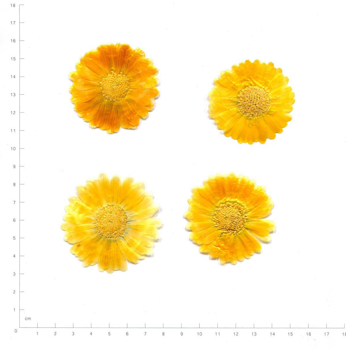 Natural gold calendula flowers with golden centers beside a measurement scale
