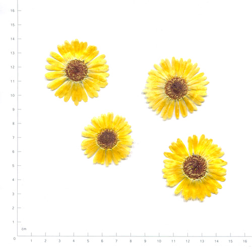 Natural gold calendula flowers with dark centers beside a measurement scale