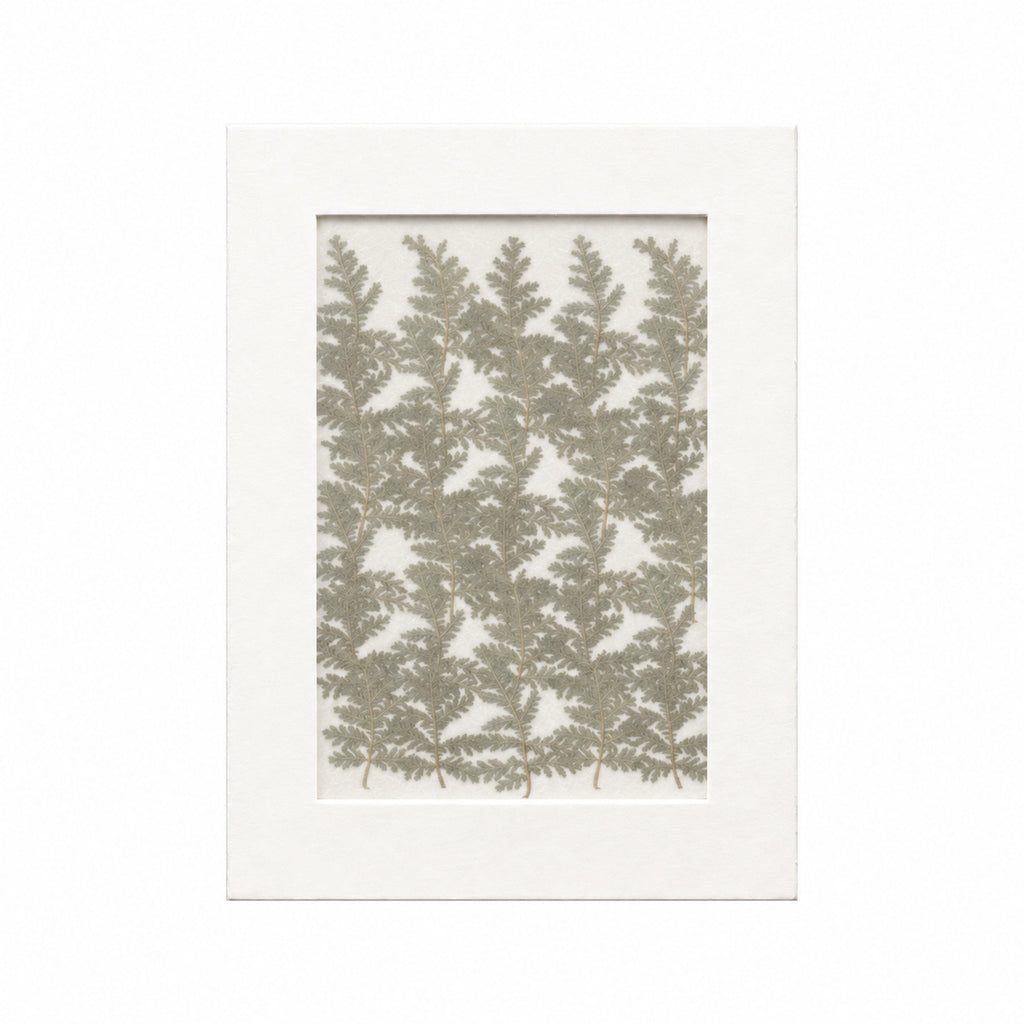 Pressed Mugwort, Gray Green, 30 pieces in white kraft packaging beneath translucent tracing paper