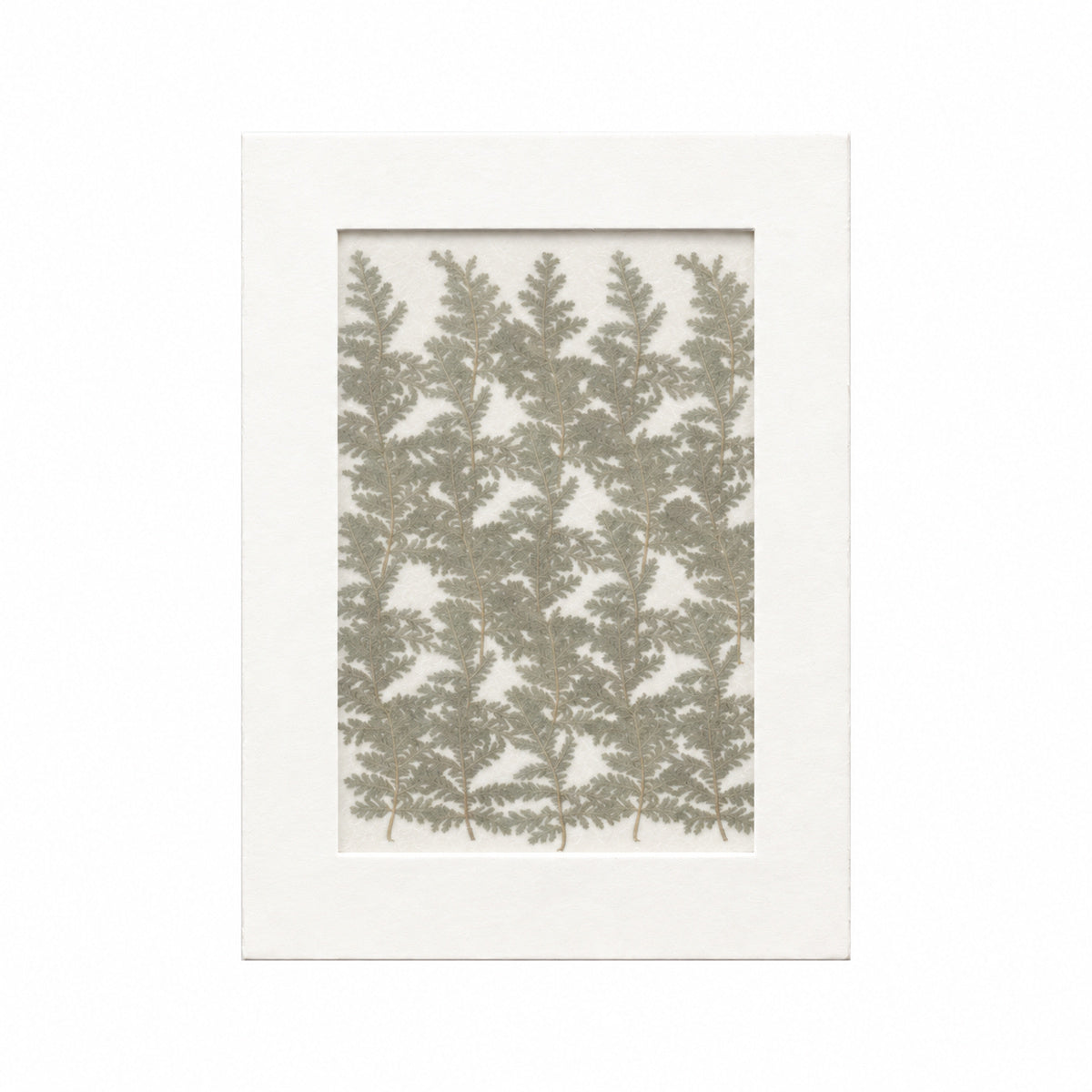 Pressed Mugwort, Gray Green, 30 pieces in white kraft packaging beneath translucent tracing paper