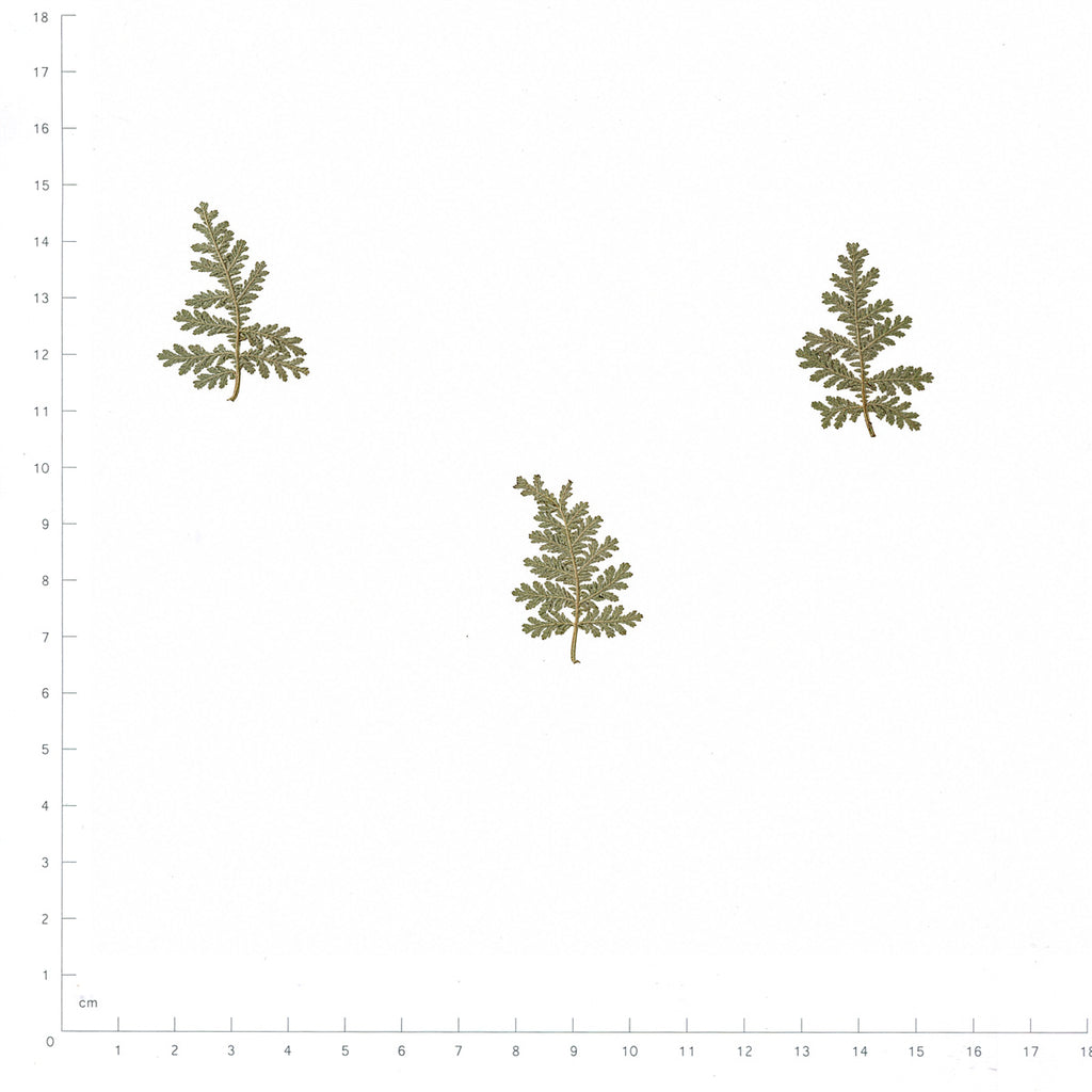 Pressed Mugwort, Gray Green beside an 18 cm ruler