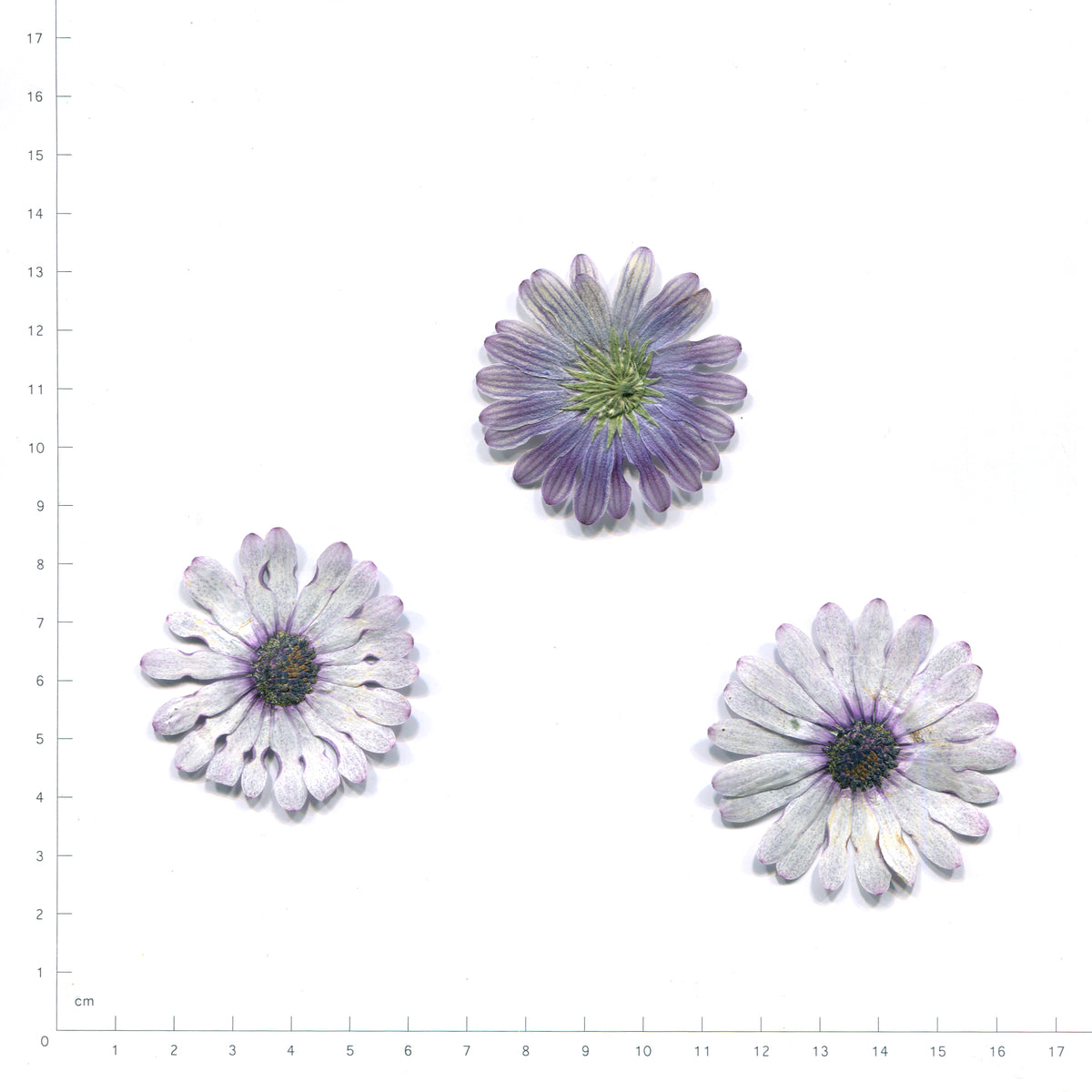 Gray pressed flower daisy on a measurement grid