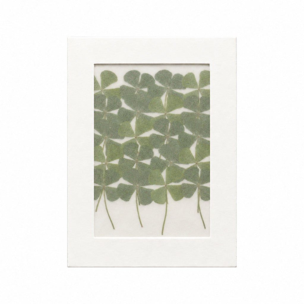Pressed Four-Leaf Clover, Green, 20 pieces in white kraft packaging beneath translucent tracing paper