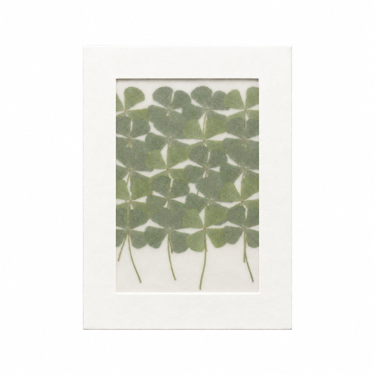 Pressed Four-Leaf Clover, Green, 20 pieces in white kraft packaging beneath translucent tracing paper