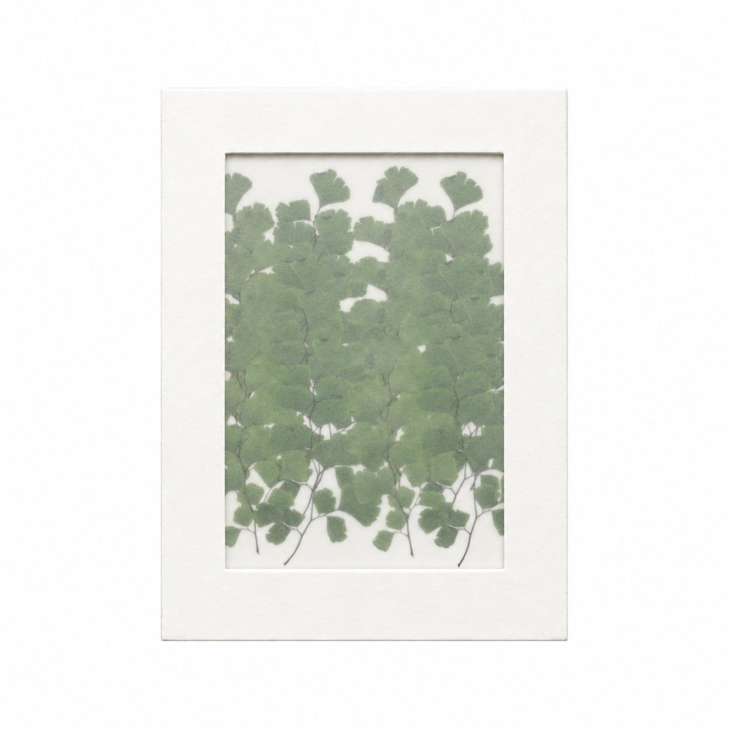 Pressed Maidenhair Fern, Green, 20 pieces in white kraft packaging beneath translucent tracing paper