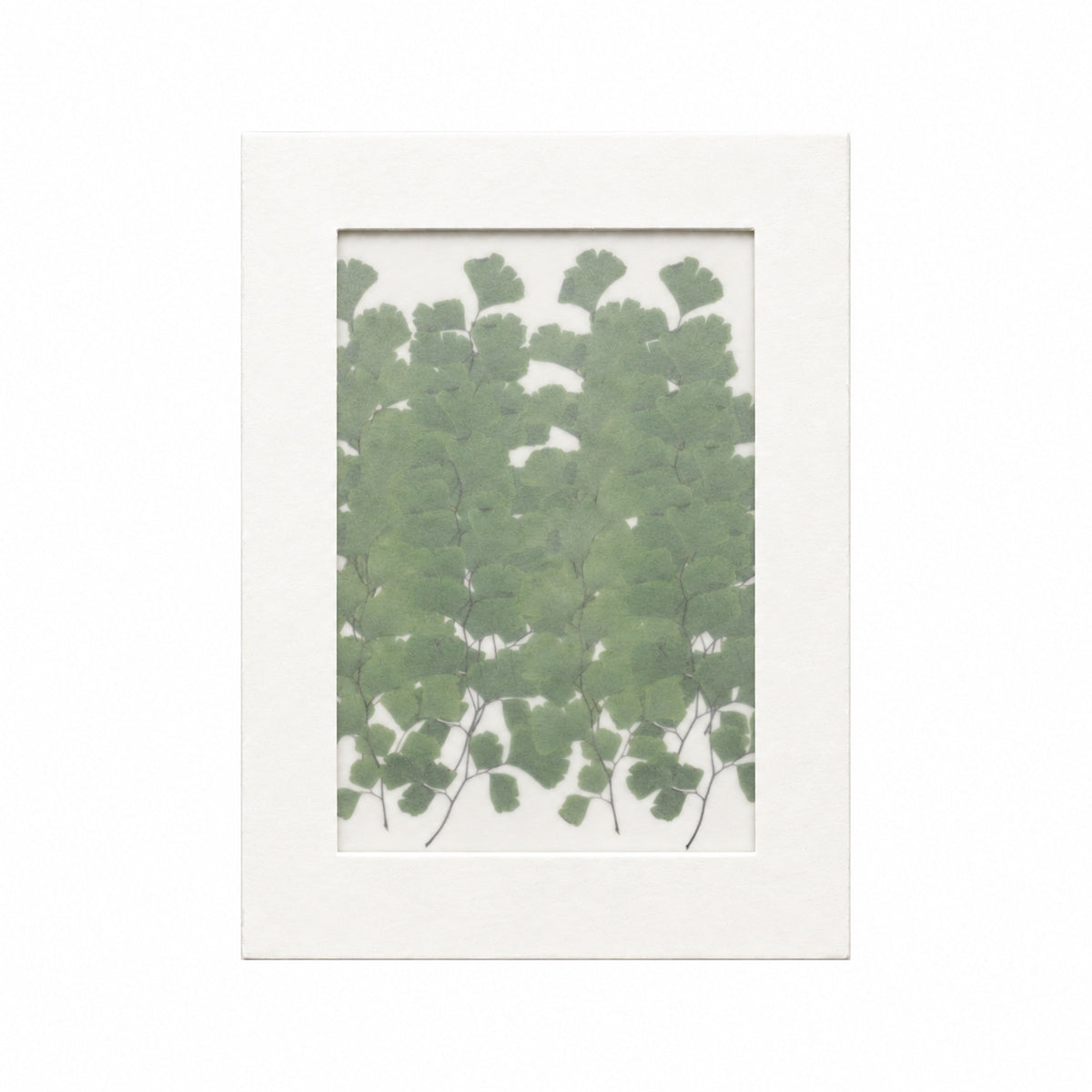 Pressed Maidenhair Fern, Green, 20 pieces in white kraft packaging beneath translucent tracing paper