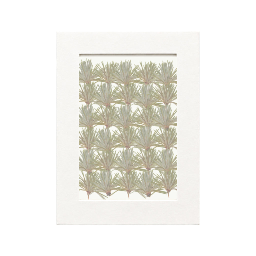 Pressed Pine Needles, Green, 30 pieces in white kraft packaging beneath translucent tracing paper
