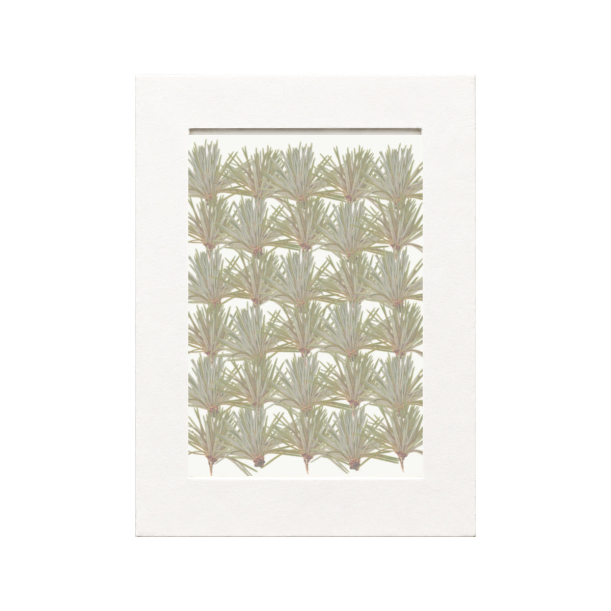Pressed Pine Needles, Green, 30 pieces in white kraft packaging beneath translucent tracing paper