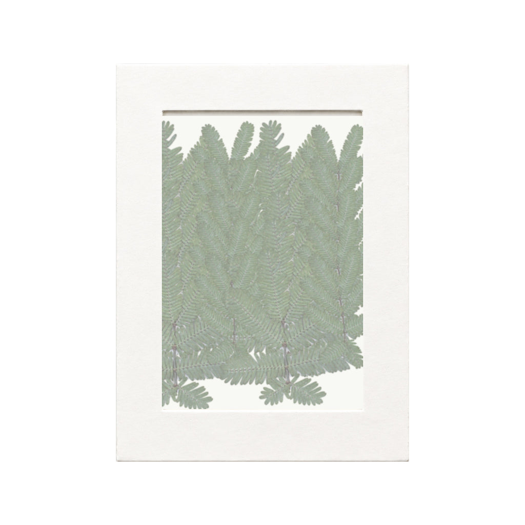 Pressed Mimosa Leaves, Green, 20 pieces in white kraft packaging beneath translucent tracing paper