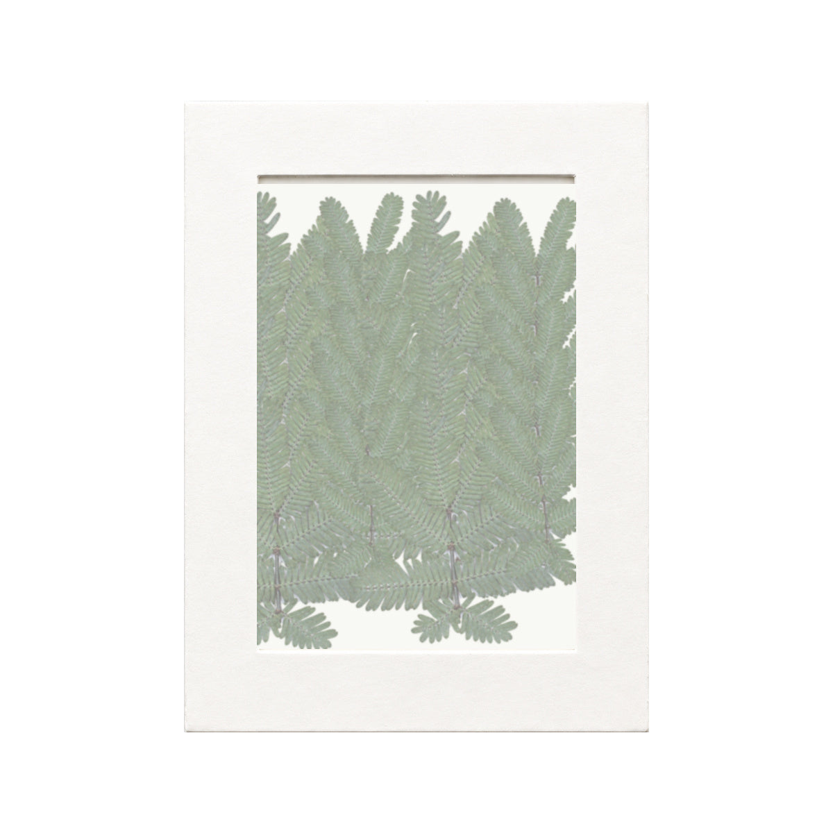 Pressed Mimosa Leaves, Green, 20 pieces in white kraft packaging beneath translucent tracing paper