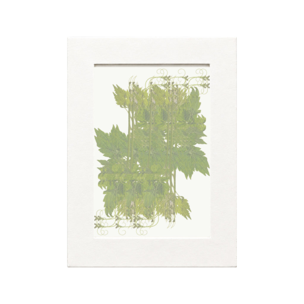 Pressed Balloon Vine, Green, 20 pieces in white kraft packaging beneath translucent tracing paper