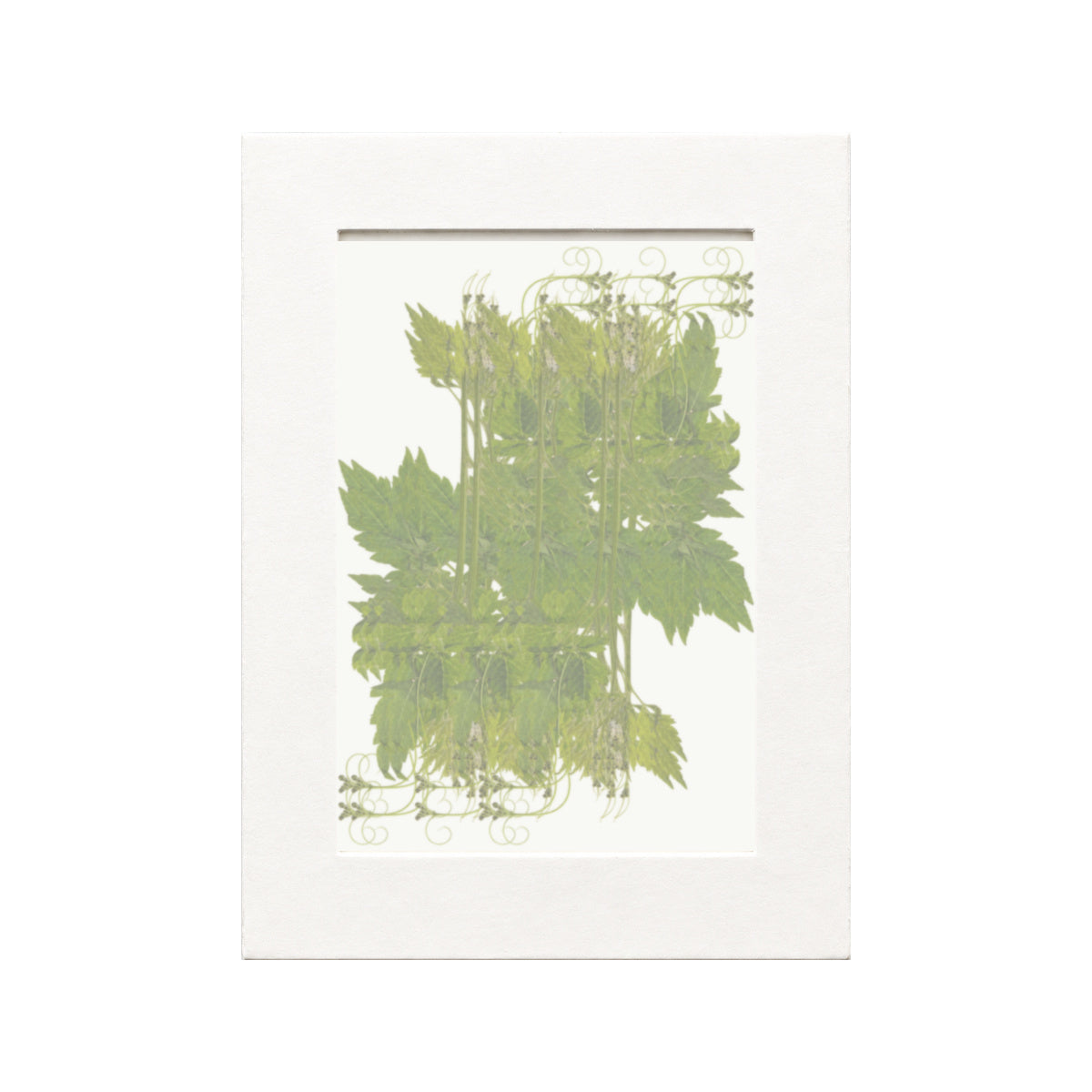 Pressed Balloon Vine, Green, 20 pieces in white kraft packaging beneath translucent tracing paper