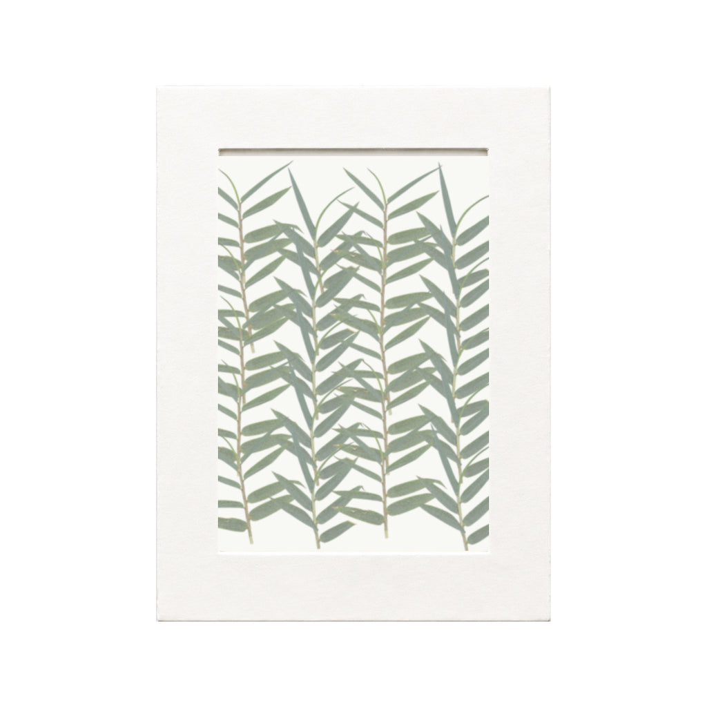 Pressed Bamboo, Green, 20 pieces in white kraft packaging beneath translucent tracing paper