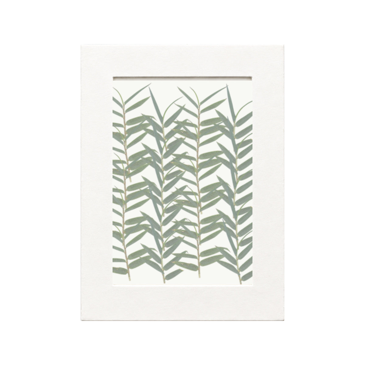 Pressed Bamboo, Green, 20 pieces in white kraft packaging beneath translucent tracing paper