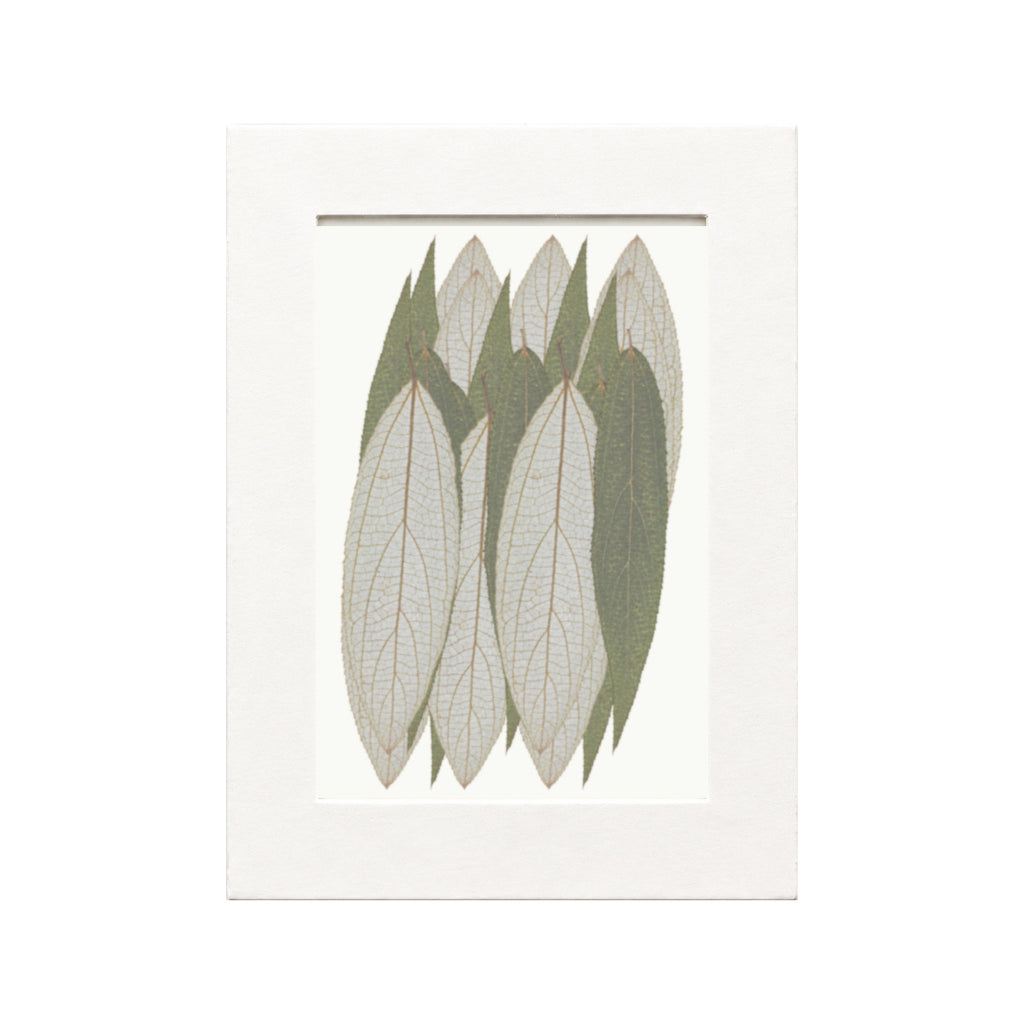 Pressed Shui Ma Leaves, Green, 20 pieces in white kraft packaging beneath translucent tracing paper