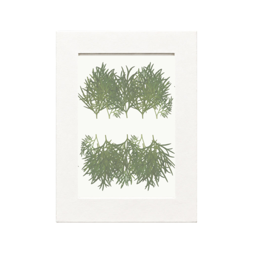 Pressed Larkspur Leaves, Green, 20 pieces in white kraft packaging beneath translucent tracing paper