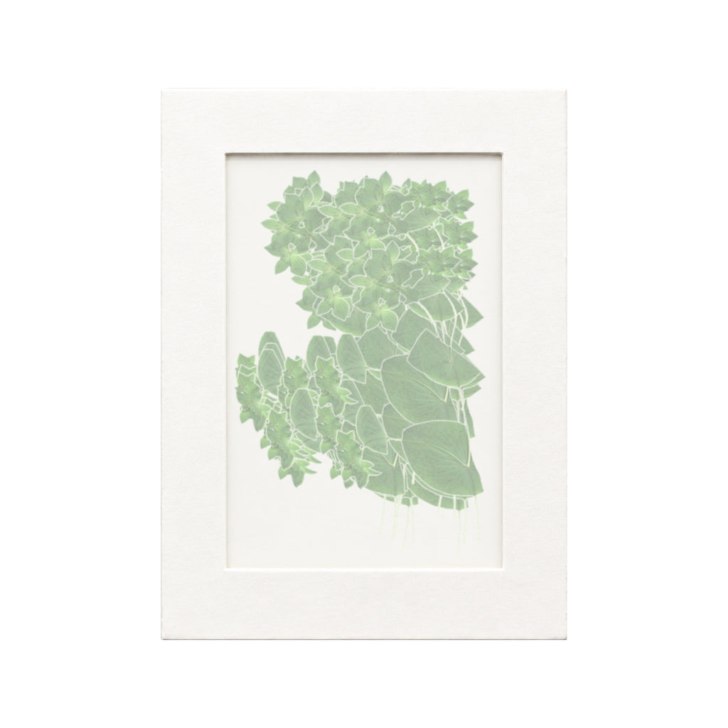 Twenty pressed Bupleurum flowering stems beneath translucent tracing paper in a white paper frame