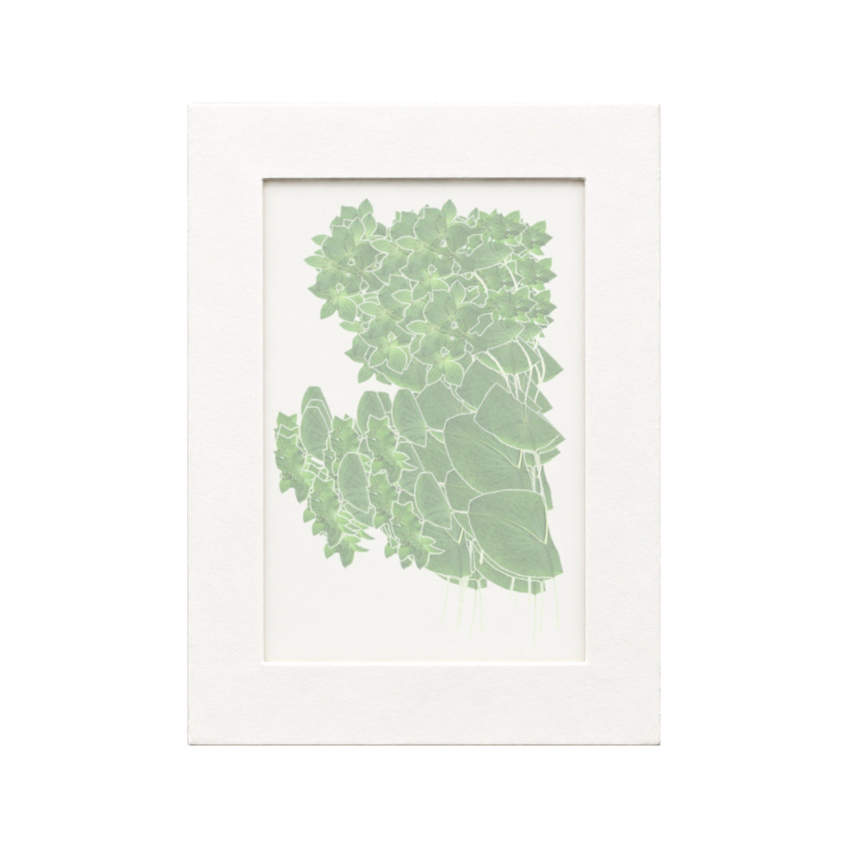 Twenty pressed Bupleurum flowering stems beneath translucent tracing paper in a white paper frame