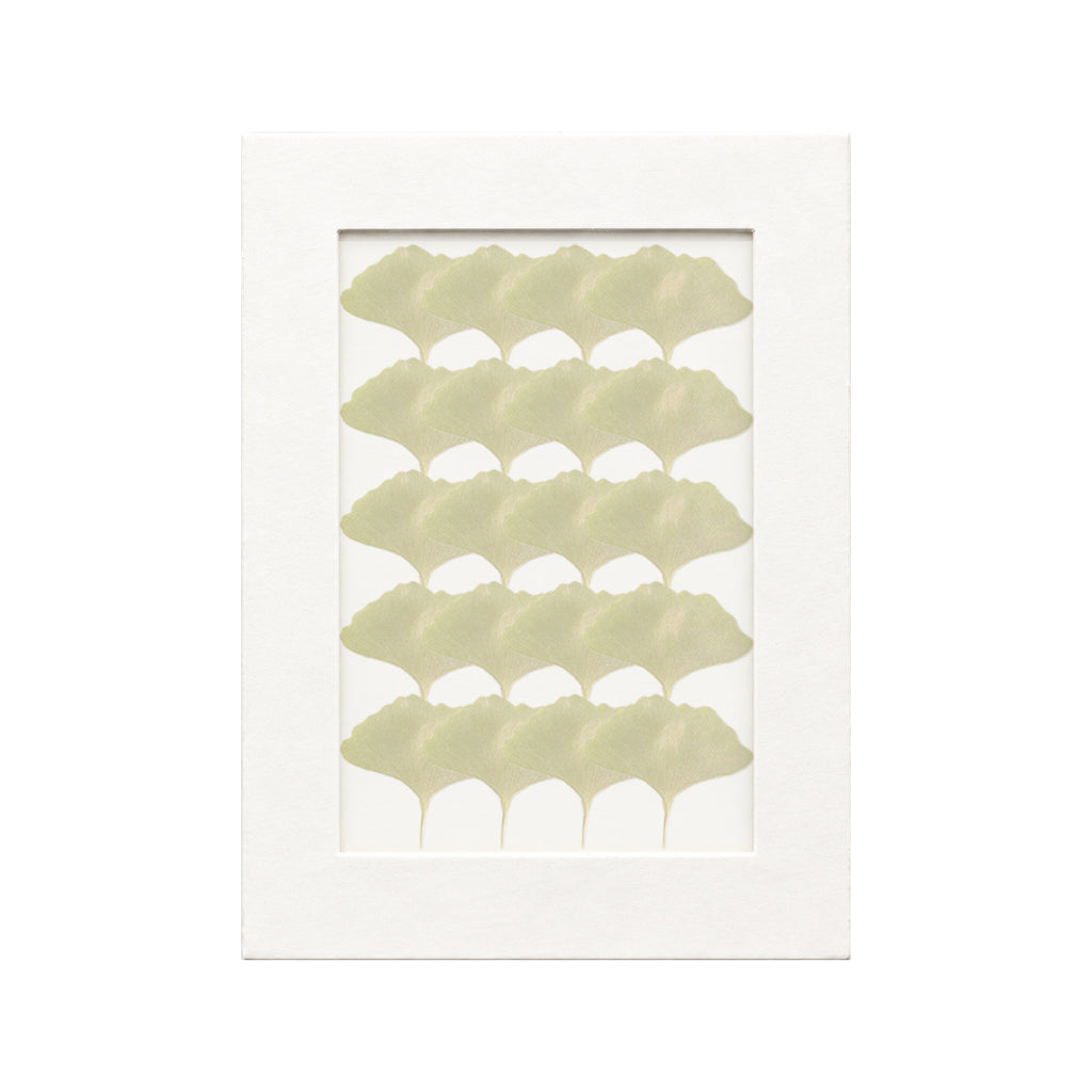 20 pressed Ginkgo Leaves pieces in green beneath translucent tracing paper