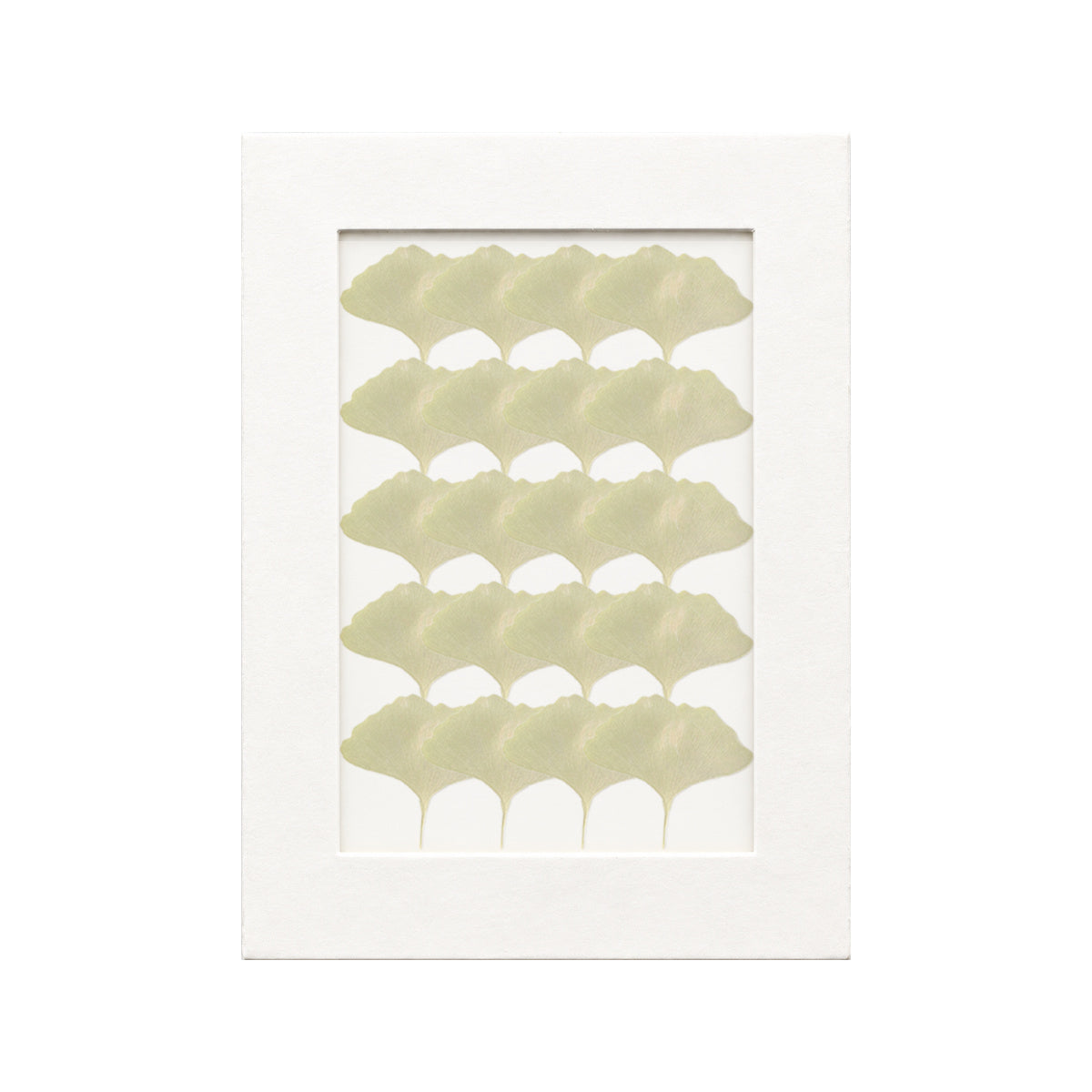 20 pressed Ginkgo Leaves pieces in green beneath translucent tracing paper