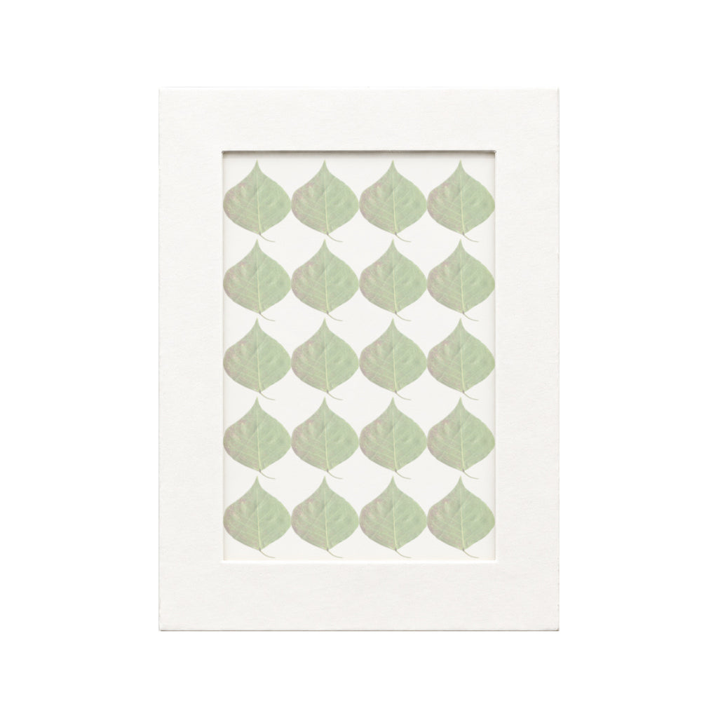 20 pressed Chinese Tallow Leaves pieces in green beneath translucent tracing paper