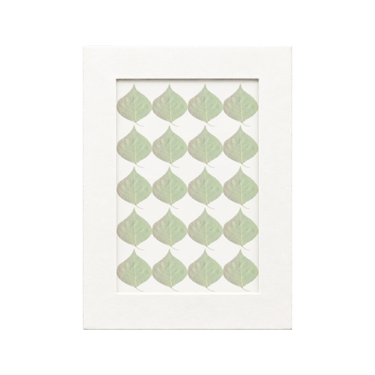 20 pressed Chinese Tallow Leaves pieces in green beneath translucent tracing paper
