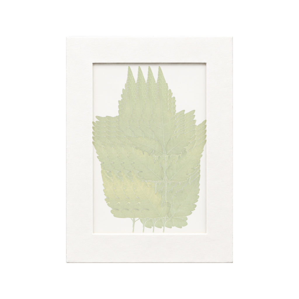 20 pressed Chinaberry Leaves pieces in green beneath translucent tracing paper