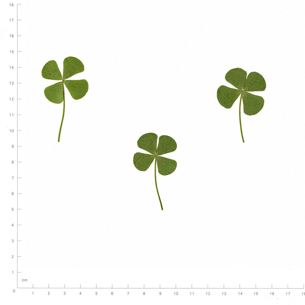 Pressed Four-Leaf Clover, Green beside an 18 cm ruler