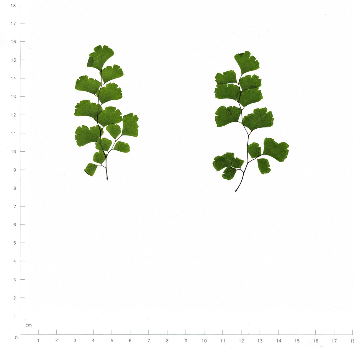 Pressed Maidenhair Fern, Green beside a 180 mm ruler