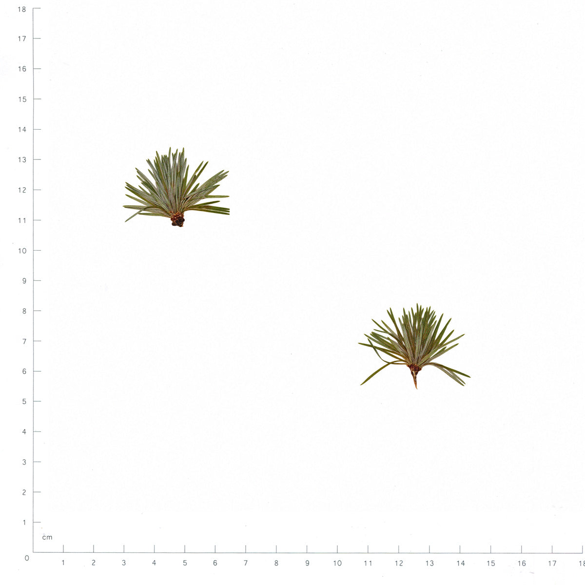 Pressed Pine Needles, Green beside a 180 mm ruler