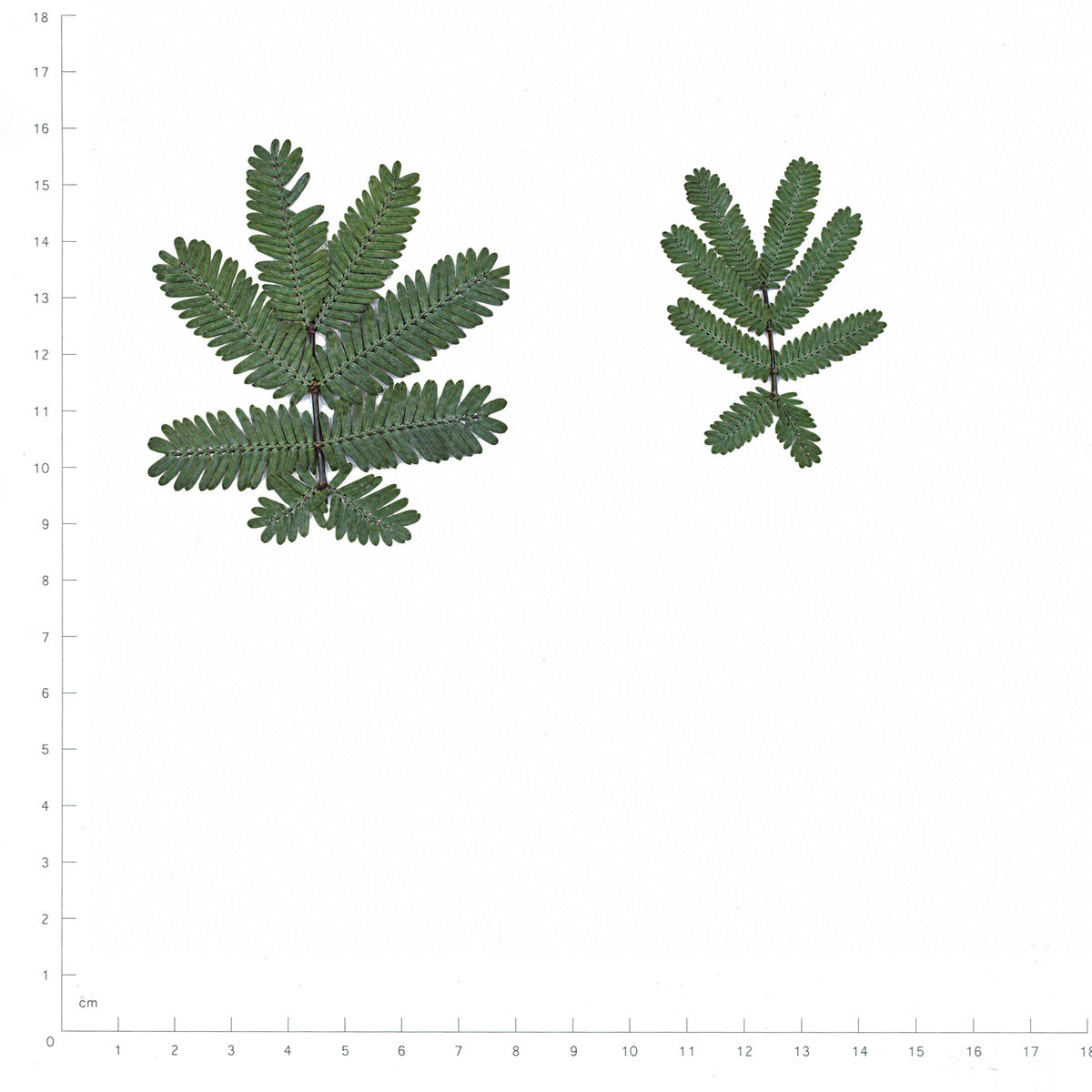Pressed Mimosa Leaves, Green beside a 180 mm ruler