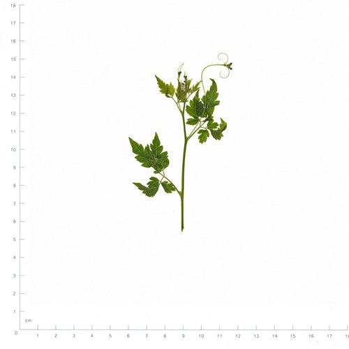 Pressed Balloon Vine, Green beside a 180 mm ruler