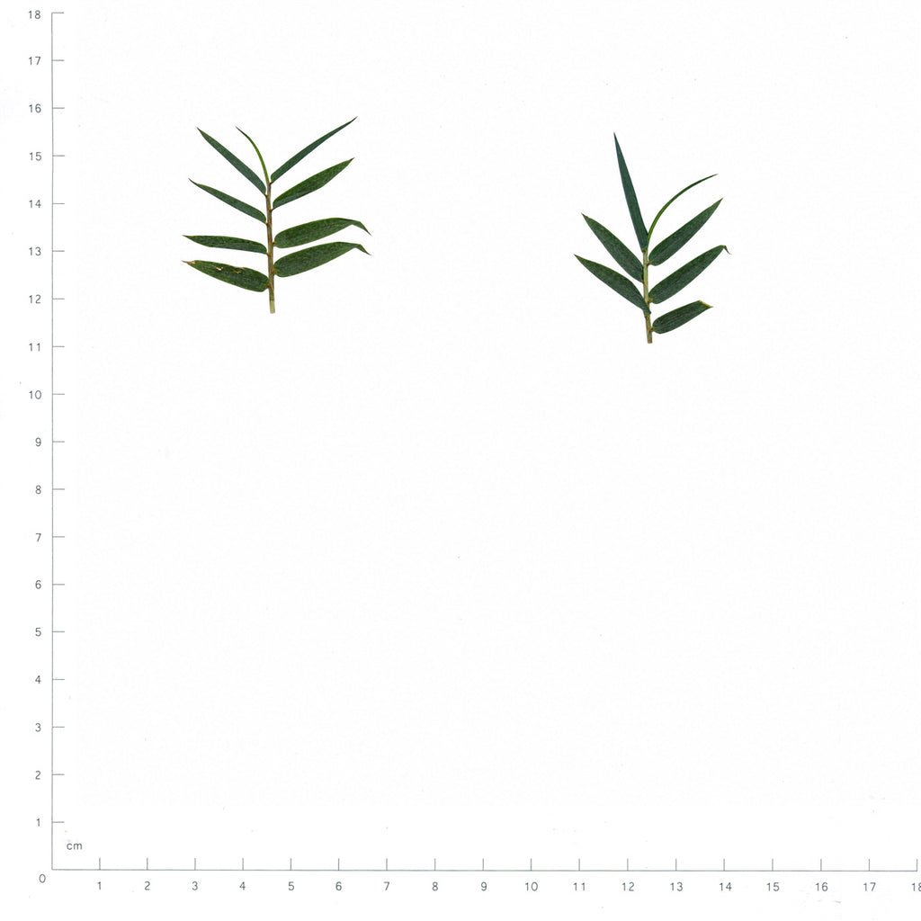 Pressed Bamboo, Green beside a 180 mm ruler