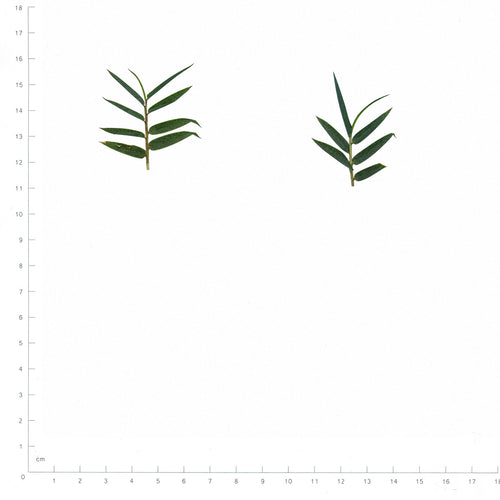 Pressed Bamboo, Green beside a 180 mm ruler