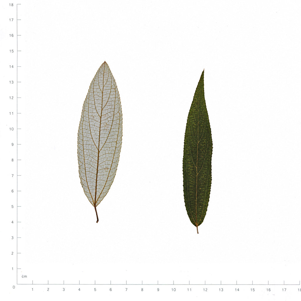 Pressed Shui Ma Leaves, Green beside a 180 mm ruler