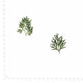 Pressed Larkspur Leaves, Green beside a 180 mm ruler