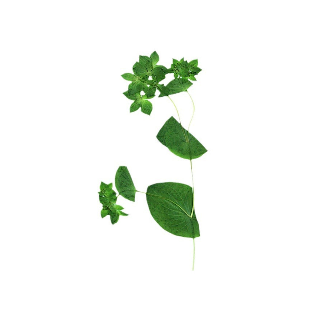A pressed Bupleurum flowering stem with green bract clusters and rounded leaves