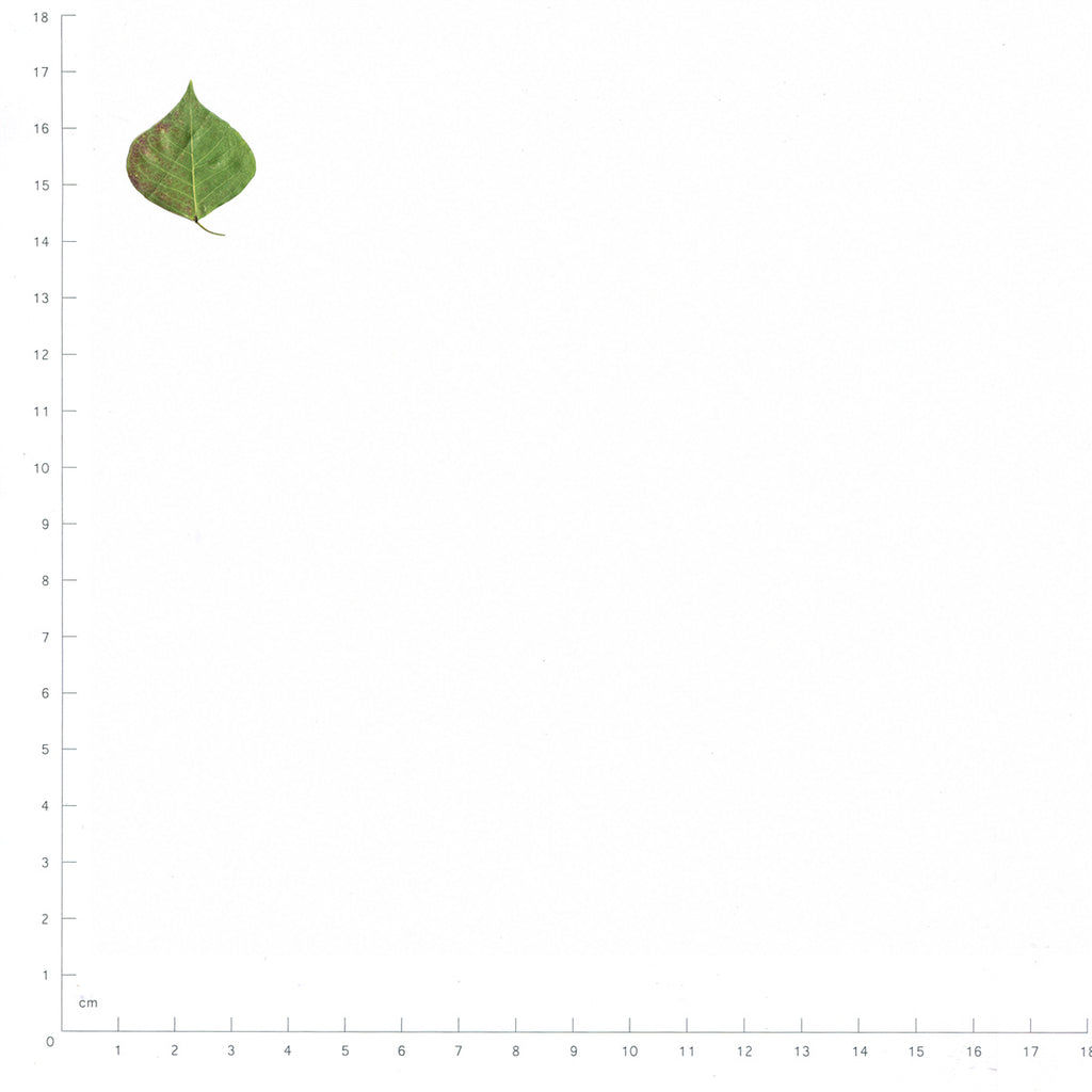 Pressed Chinese Tallow Leaves specimens in green beside a metric ruler