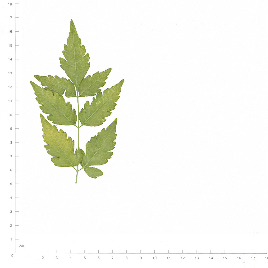 Pressed Chinaberry Leaves specimens in green beside a metric ruler