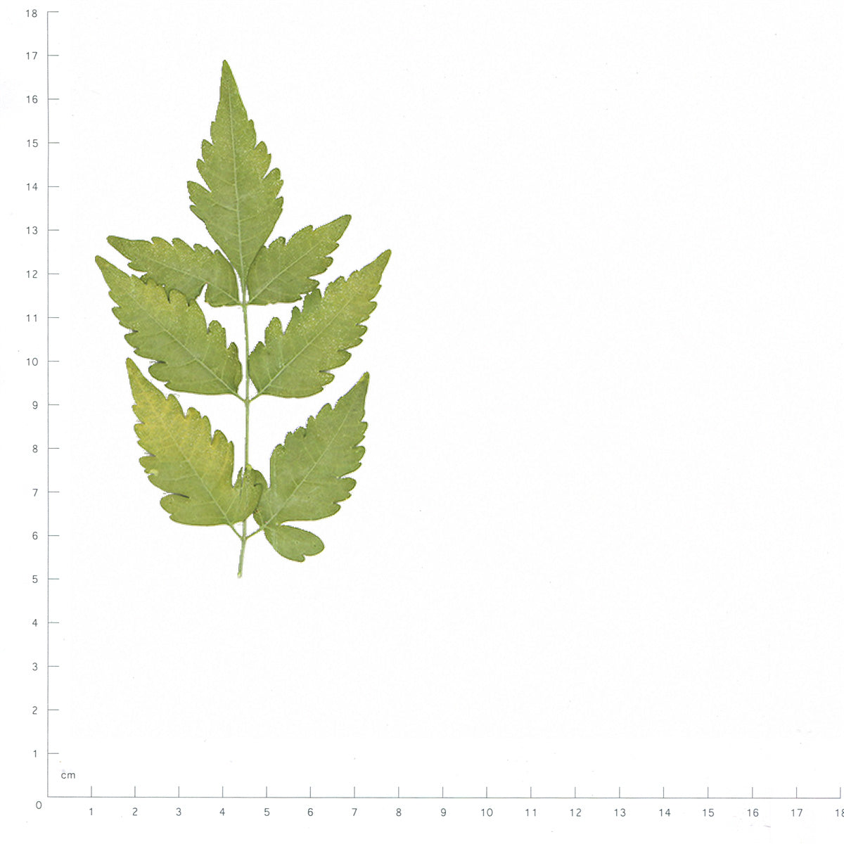Pressed Chinaberry Leaves specimens in green beside a metric ruler