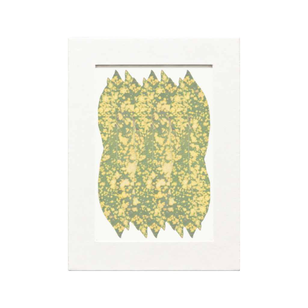Pressed Aucuba Leaves, Green with Yellow Spots, 20 pieces in white kraft packaging beneath translucent tracing paper