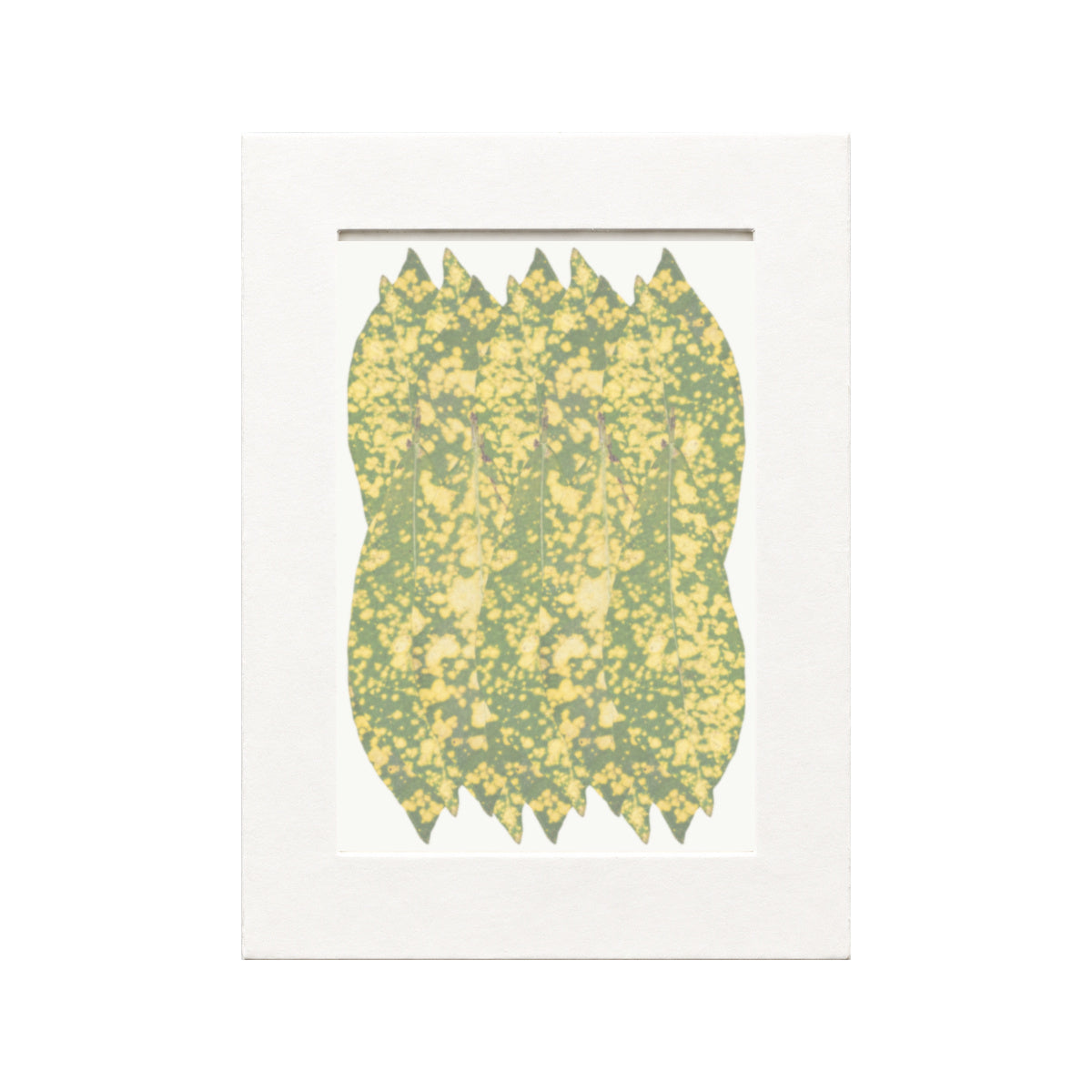 Pressed Aucuba Leaves, Green with Yellow Spots, 20 pieces in white kraft packaging beneath translucent tracing paper