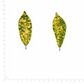 Pressed Aucuba Leaves, Green with Yellow Spots beside a 180 mm ruler